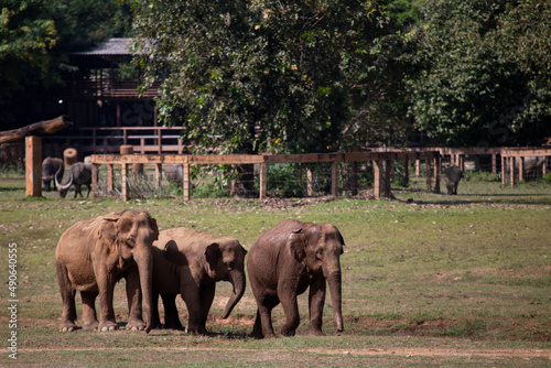 Asian elephants in an elephant farm in Thailand wide lawn area There is space for text.