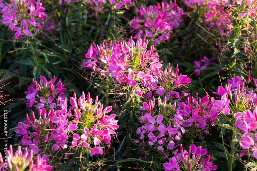 purple flowers in the field because of flowers beautiful full bloom The name of this flower is cleome sparkler lavender, grown on a farm in Thailand. purple flowers in the field because of flowers beautiful full bloom The name of this flower is cleome sparkler lavender, grown on a farm in Thailand.