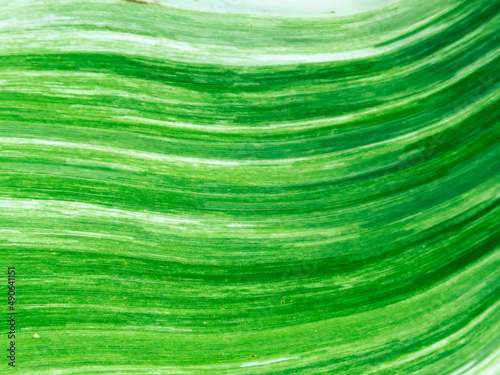 selective focus Spotted banana leaves Leaves of the banana plant alternate green with white. spotted banana leaf background image