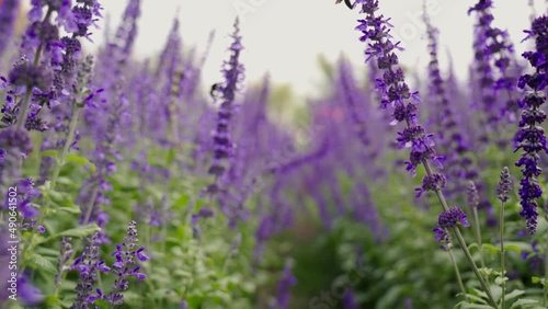 Footage B roll SLOW MOTION 4k, Close-up blooming fields of lavender. Picturesque view of the endless aromatic fields of lavender. Salvia flowers field.