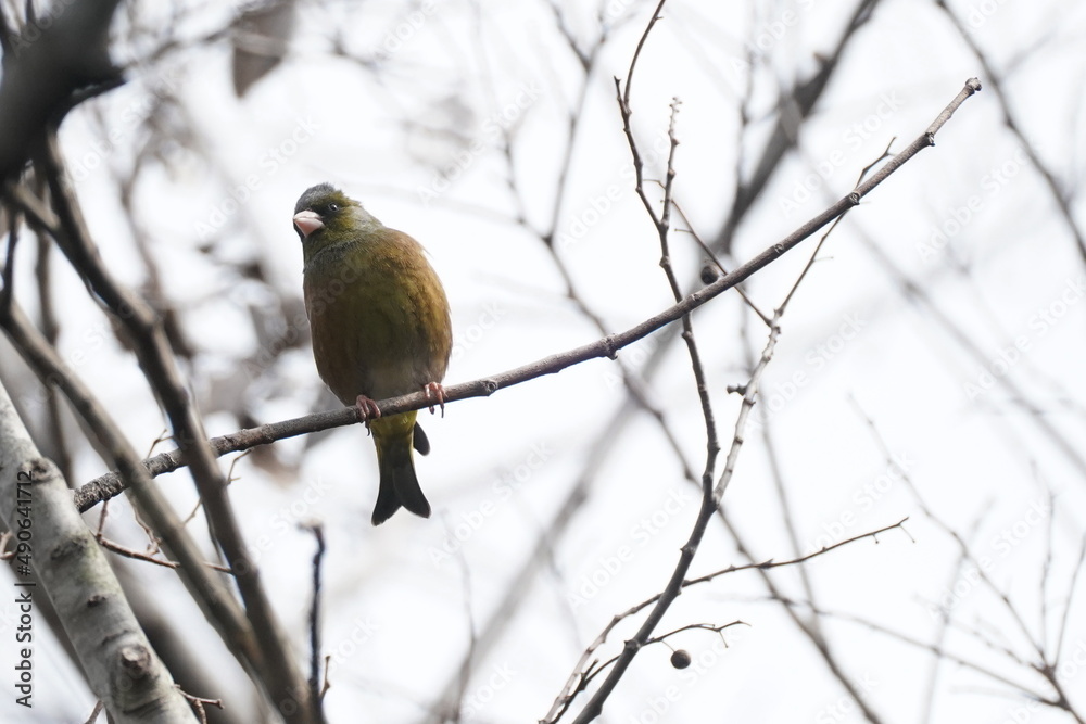 oriental green finch on the ground oriental green finch on the ground