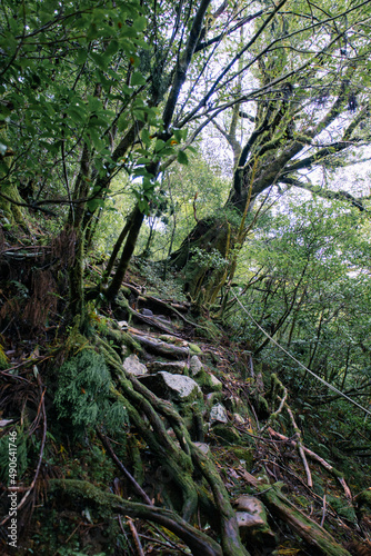 Yaskuhima forest in Kyusyu Japan(World Heritage in Japan)  © osero.