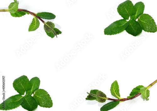 Set of mint leaves isolated on white background.