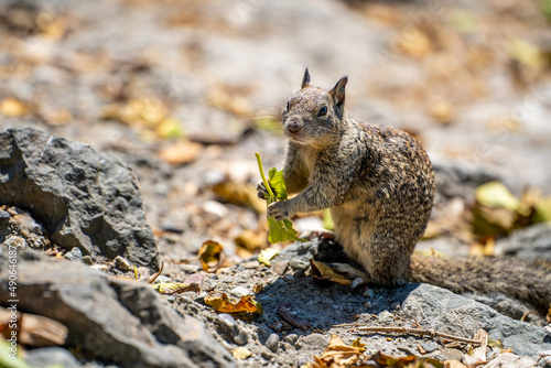 California ground squirrel (Spermophilus beecheyi) holding a leaf in its paws. Wildlife photography.