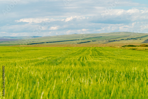 Summer landscape. Green wheat field and blue sky.