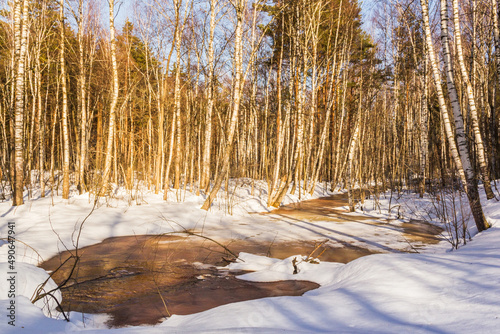 A thawed patch with water in a birch forest in spring
