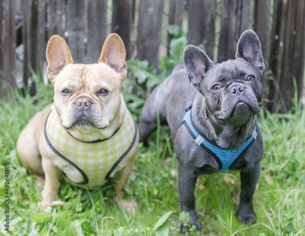 Red tan (left) and blue Isabella (right) Frenchie buddies. Off-leash dog park in Northern California.