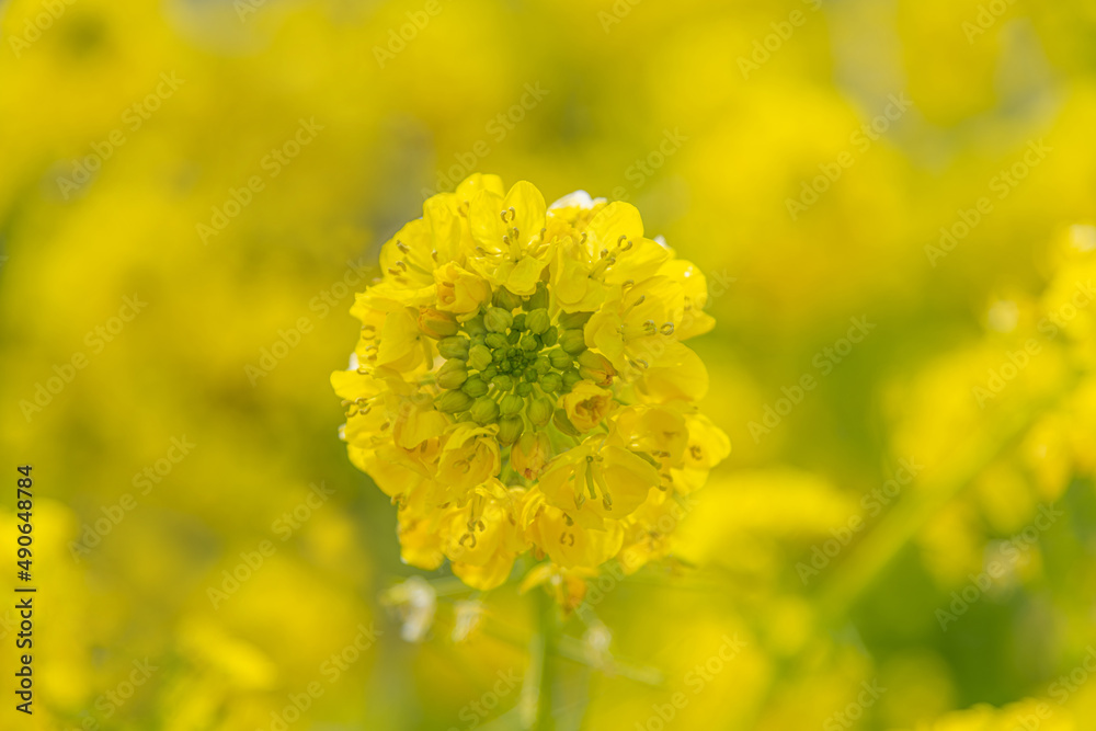 菜の花 菜の花