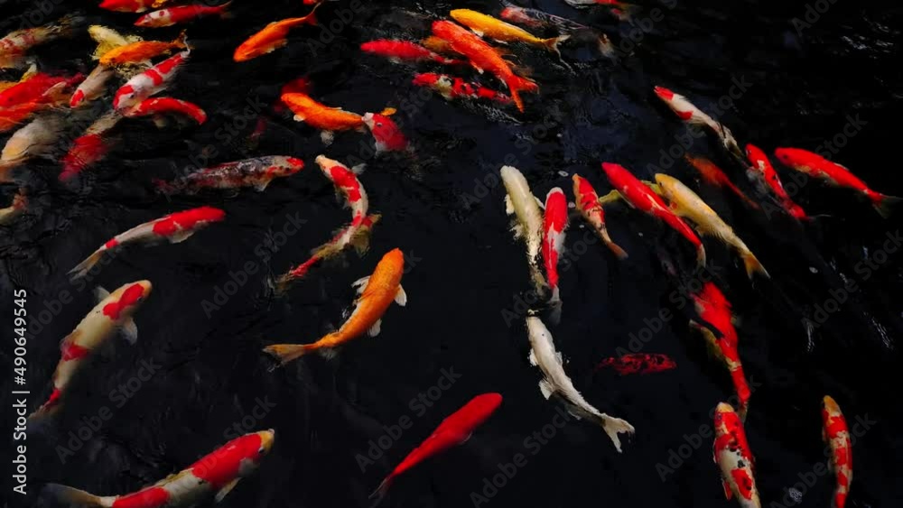 colorful koi fish in the lake with reflections of tree shadows. Group of various colourful large koi carp, kohaku or Japanese Koi Kohaku Fish. swimming in fishing pond