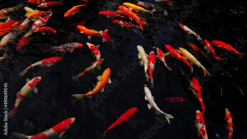 colorful koi fish in the lake with reflections of tree shadows. Group of various colourful large koi carp, kohaku or Japanese Koi Kohaku Fish. swimming in fishing pond