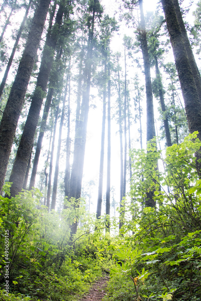 Fototapeta premium bosque