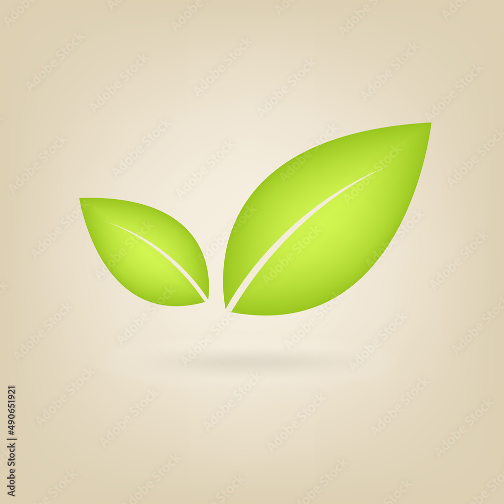green leaf on a white background green leaf on a white background