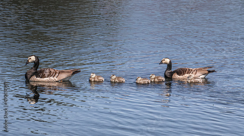 family of barnacle geese swimming on water photo