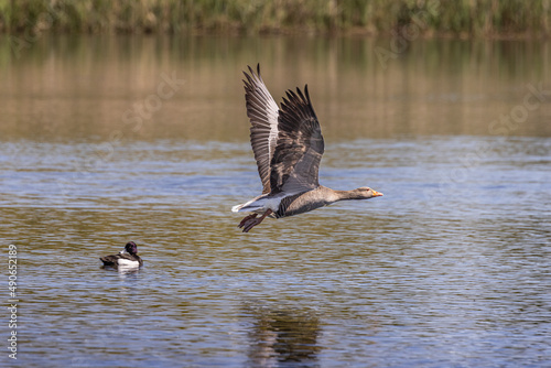 greylag goose flying over lake