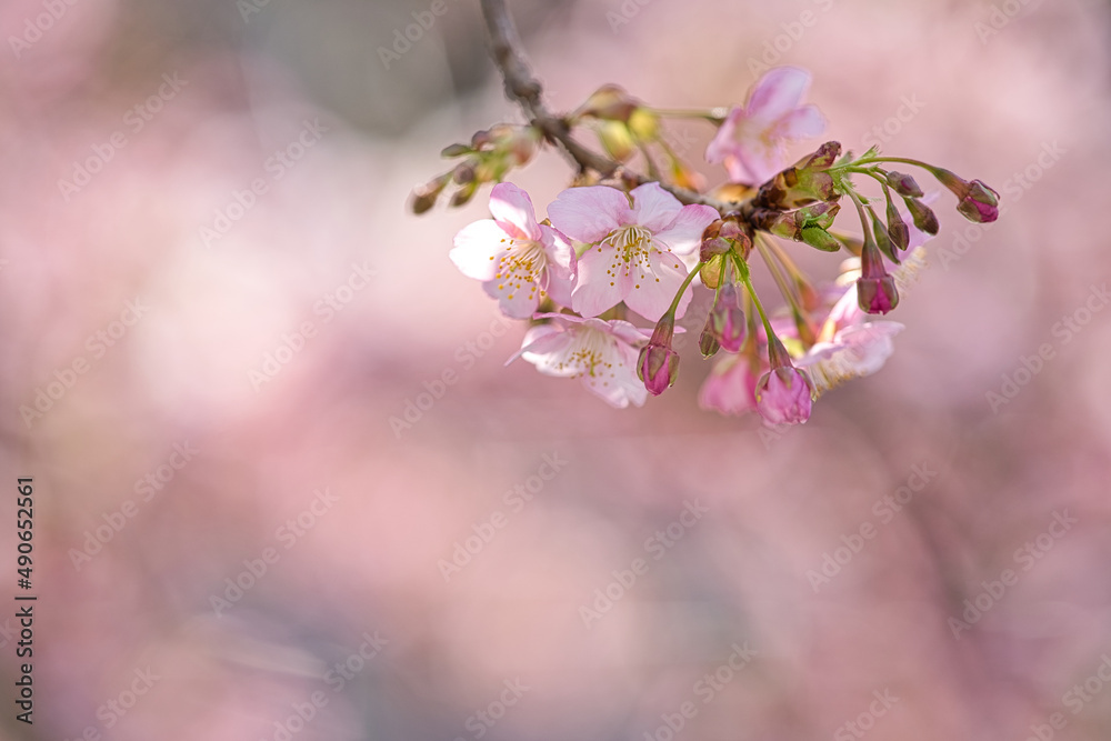 Naklejka premium 河津桜のアップ2