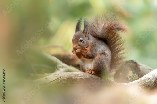 Beautiful Eurasian red squirrel  Sciurus vulgaris  eating a nut in the forest of Noord Brabant in the Netherlands. Green bokeh background.                                       