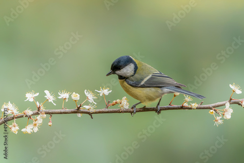  Great Tit (Parus major) on a branch with white flowers (Prunus spinosa) in the forest of Noord Brabant in the Netherlands. 