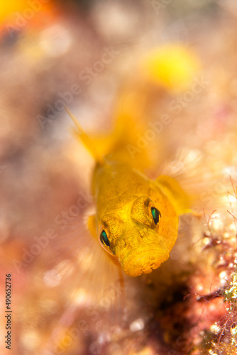 Longstriped blenny (Parablennius rouxi) Çanakkale, Turkey photo