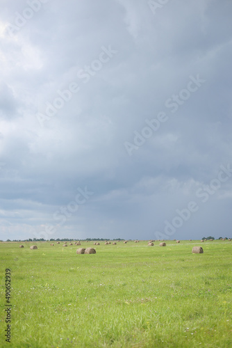 Summer landscape.