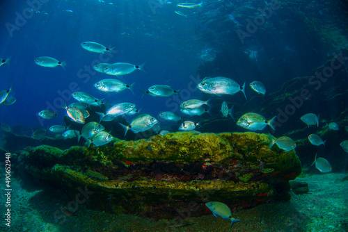 Underwater photography (a school of fish ) in Bodrum, Muğla TURKEY 