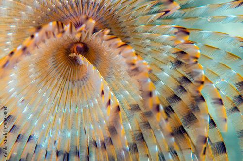 Mediterranean moray  Muraena helena   also known as the Saint Helena moray.   anakkale Turkey. 