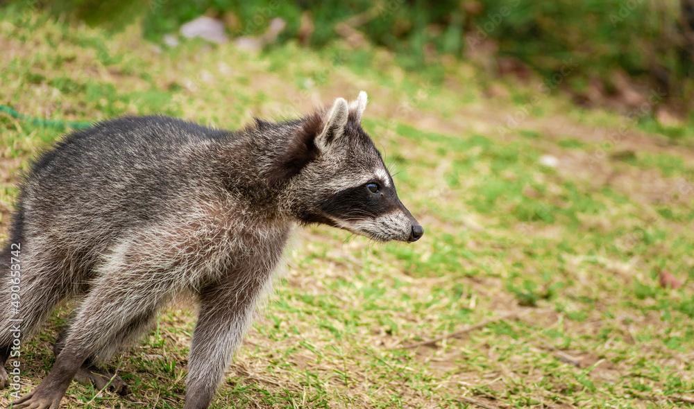 Fototapeta premium Close up of a raccoon in a tree, Portrait of a cute raccoon in its habitat, A young wild Procyon in its habitat