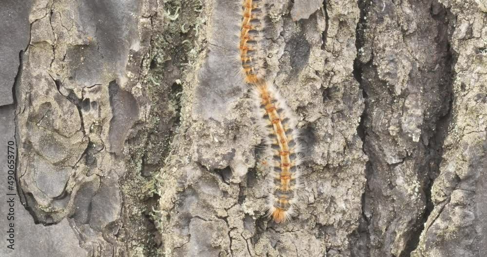 4k video of processionary caterpillars descending from a pine tree online