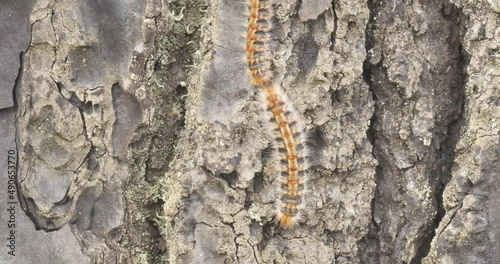 4k video of processionary caterpillars descending from a pine tree online photo