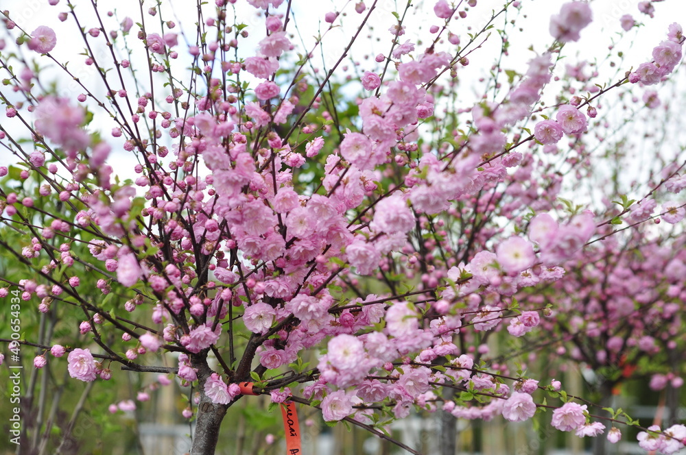 Garden flowers are blooming. Blooming flowers and plants. Garden flowers are blooming. Blooming flowers and plants.