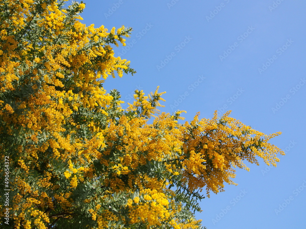 mimosa ミモザ mimosa ミモザ