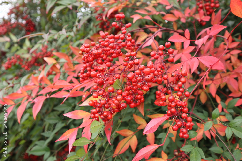 Obraz premium ナンテンの赤い実 