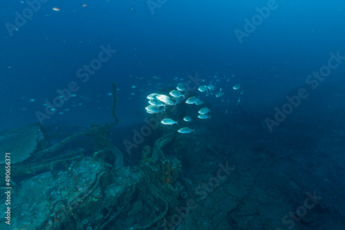 Branco di ricciole, Seriola dumerili, su un relitto © Massimo