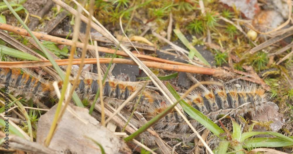 4k video of processionary caterpillars advancing in line in a garden 4k video of processionary caterpillars advancing in line in a garden
