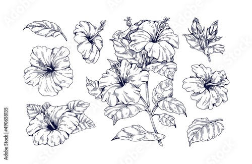 Outlined hibiscus flowers set. Botanical vintage drawing of blossomed floral plant. Detailed tropical blooms with leaves. Flora engraving. Hand-drawn vector illustrations isolated on white background
