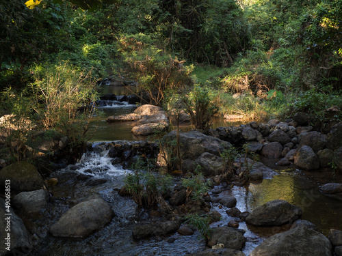 river in the forest