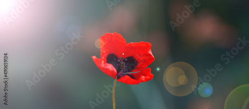 Poppy background picture