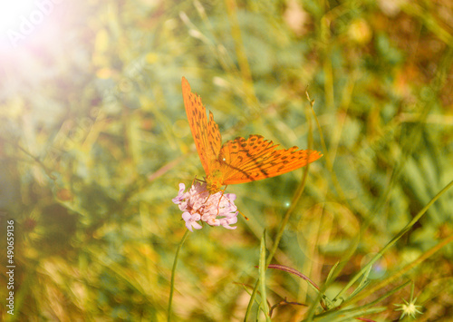 Orange butterfly sitting on flower