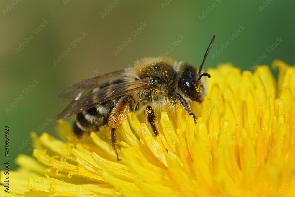 Closeup of a female yellow legged mining bee, Andrena flavipes on yellow dandelion flower Closeup of a female yellow legged mining bee, Andrena flavipes on yellow dandelion flower