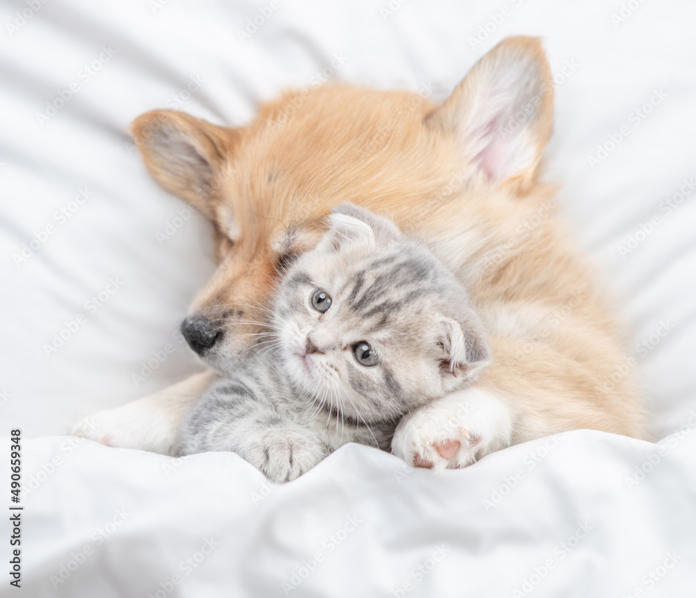 Friendly Pembroke Welsh corgi puppy hugs tiny tabby fold kitten under white warm blanket on a bed at home. Top down view