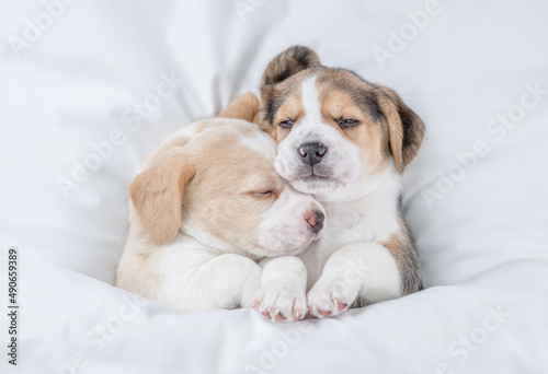 Two cozy Beagle puppies sleep together under a white blanket on a bed at home. Top down view