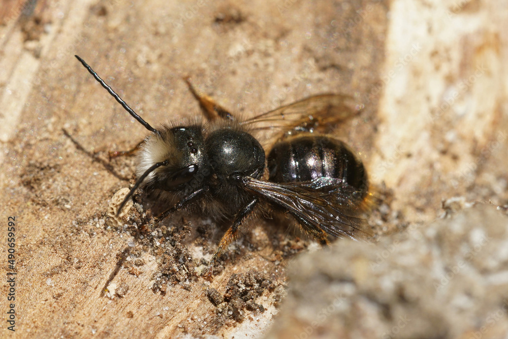 Closeup on an aged and hairless male European orchard mason bee, Osmia cornuta Closeup on an aged and hairless male European orchard mason bee, Osmia cornuta