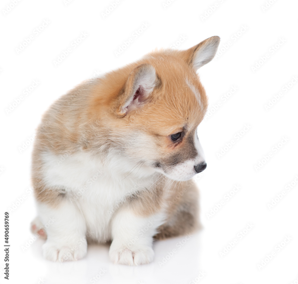 Cute Pembroke Welsh Corgi puppy sits and looks away and down. isolated on white background