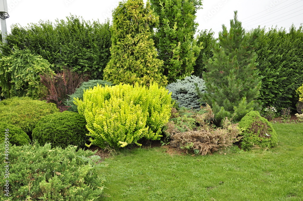 Landscaping of a garden plot. Flowers and plants in the garden. Landscaping of a garden plot. Flowers and plants in the garden.
