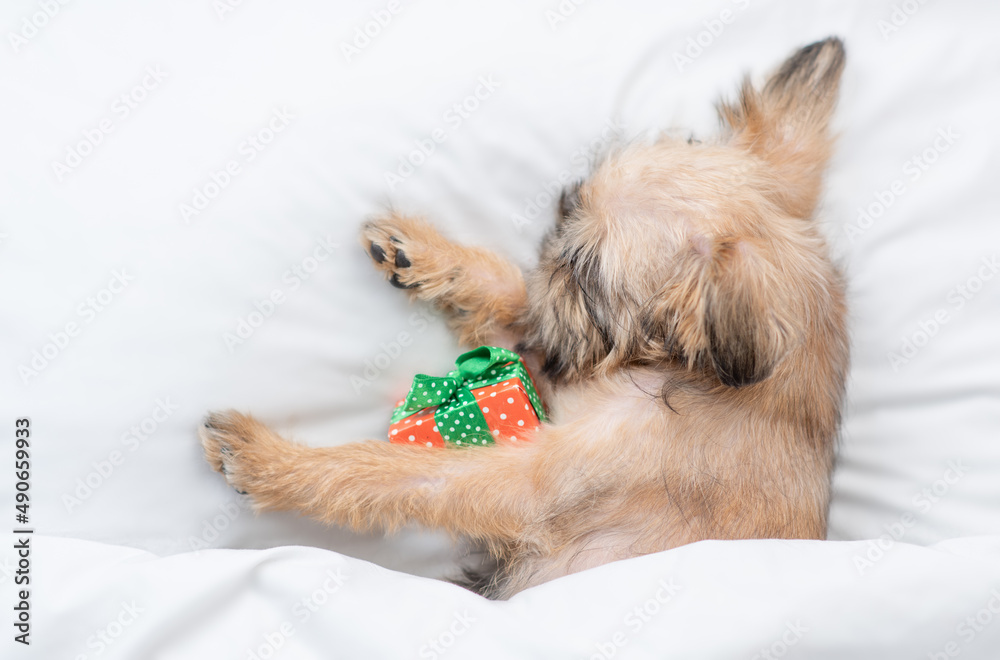 Cozy Brussels Griffon puppy  sleeps with gift box on a bed under white blanket at home