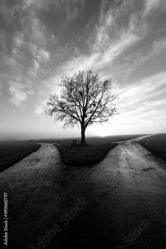 Single tree with bare branches on a misty winter morning in rural southern Germany. Mystic atmosphere at sunrise. Fork in the road Cross roads symbolizing decision, fate and future. 