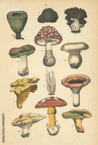 A sheet of antique botanical chromolithography with mushrooms of the late 19th century. Copyright has expired on this artwork.
