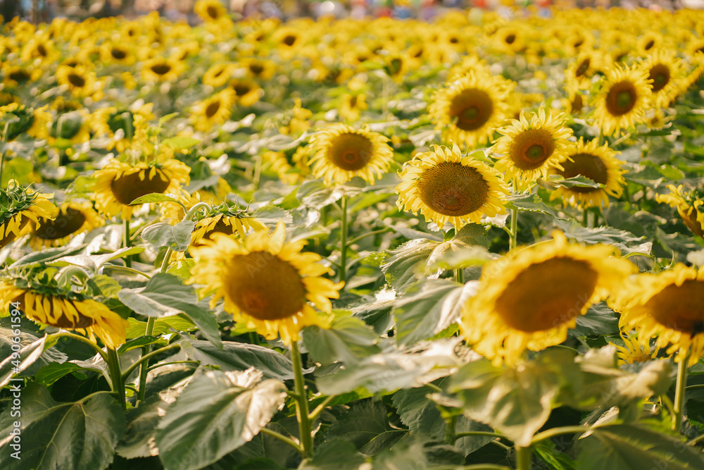 Fototapeta premium sunflower field
