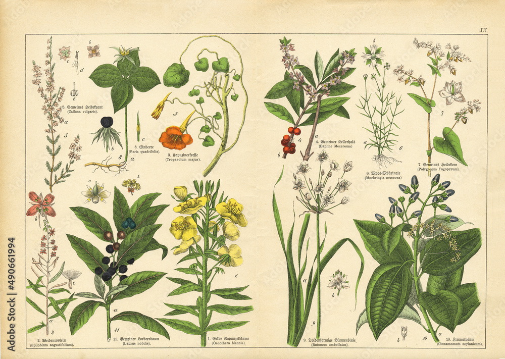 A sheet of antique botanical lithography of the 1890s-1900s with images of plants. Copyright has expired on this artwork. - obrazy, fototapety, plakaty 