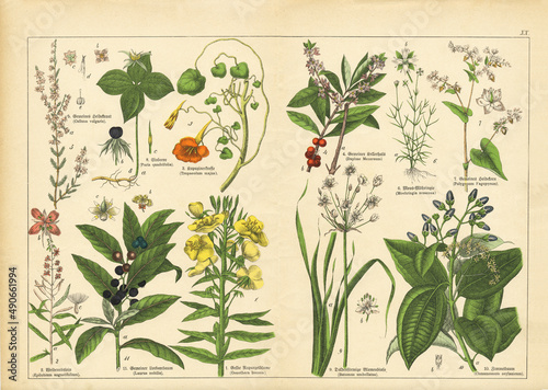 Valokuvatapetti A sheet of antique botanical lithography of the 1890s-1900s with images of plants
