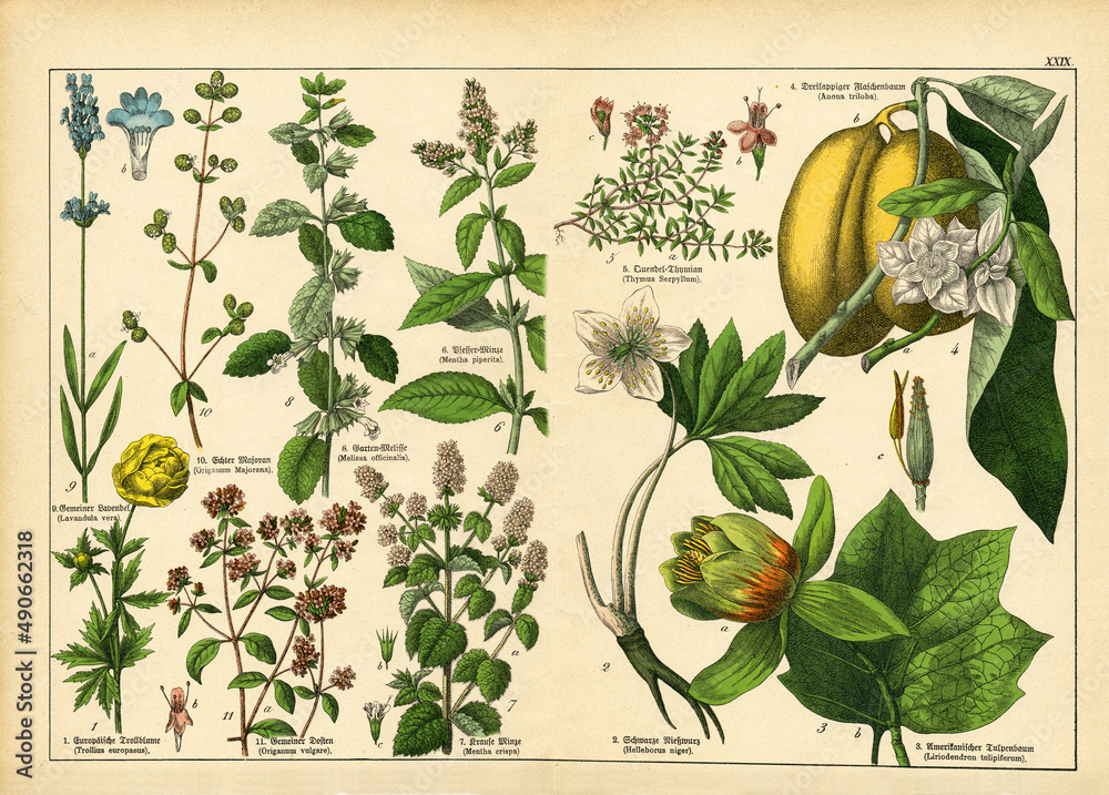 A sheet of antique botanical lithography of the 1890s-1900s with images of plants. Copyright has expired on this artwork. - obrazy, fototapety, plakaty 
